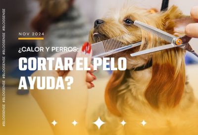 ¿Calor y perros: cortar el pelo ayuda?